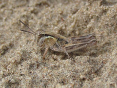 Melanoplus confusus