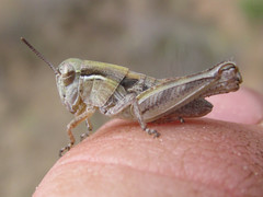 Melanoplus confusus