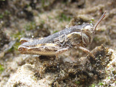 Melanoplus confusus