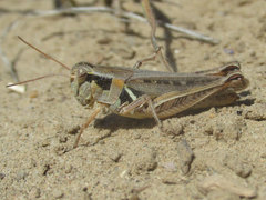Melanoplus confusus
