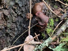 Tubaria punicea