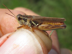 Melanoplus confusus