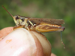 Melanoplus confusus