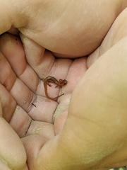Eurycea chamberlaini