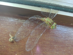 Triacanthagyna nympha