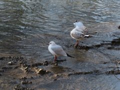 Chroicocephalus ridibundus