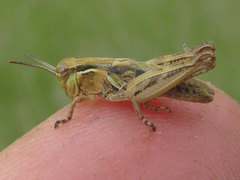 Melanoplus confusus