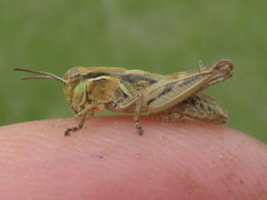 Melanoplus confusus