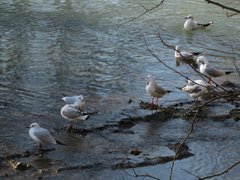 Chroicocephalus ridibundus