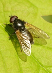 Cheilosia ranunculi