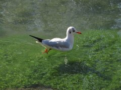 Chroicocephalus ridibundus