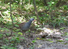 Crypturellus tataupa