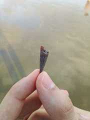 Terebrinae