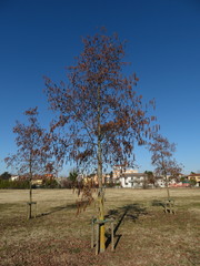 Alnus glutinosa