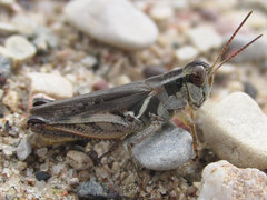 Melanoplus confusus