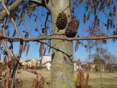 Alnus glutinosa