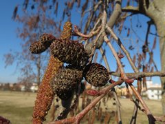 Alnus glutinosa
