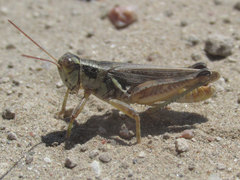 Melanoplus confusus