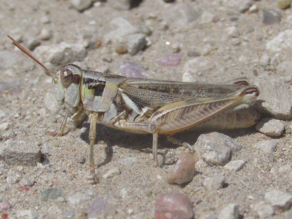 Pasture Spur-throat Grasshopper