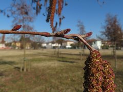 Alnus glutinosa