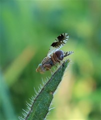 Tephritis separata