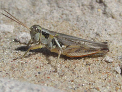 Melanoplus confusus