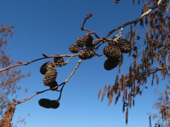 Alnus glutinosa