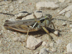 Melanoplus confusus