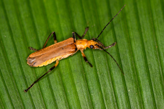 Chauliognathus cinguliventris