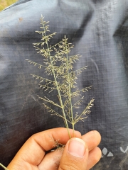 Eragrostis cylindriflora