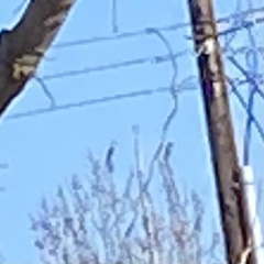 Aratinga nenday