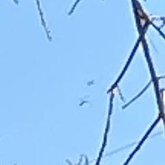 Aratinga nenday