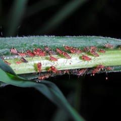 Uroleucon solidaginis