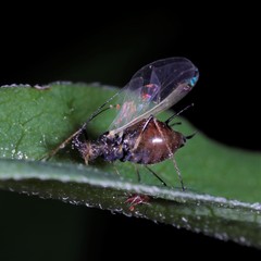 Uroleucon solidaginis