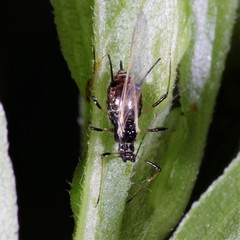 Uroleucon solidaginis