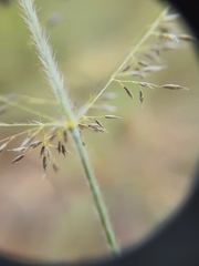 Eragrostis cylindriflora