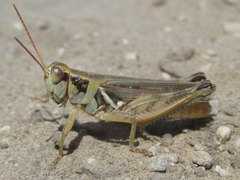 Melanoplus confusus