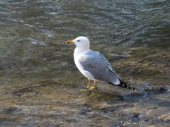 Larus michahellis