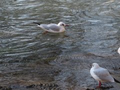 Chroicocephalus ridibundus