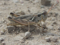 Melanoplus confusus