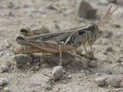 Melanoplus confusus