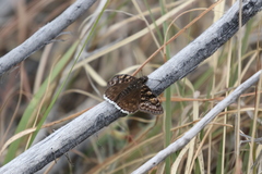 Erynnis pacuvius pacuvius
