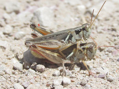 Melanoplus confusus