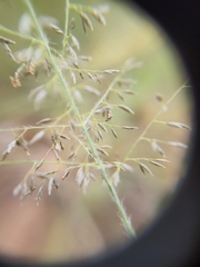 Eragrostis cylindriflora
