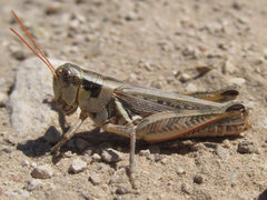 Melanoplus confusus