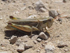 Melanoplus confusus