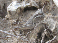 Melanoplus confusus