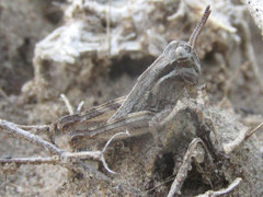 Melanoplus confusus