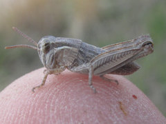 Melanoplus confusus