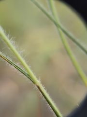 Eragrostis cylindriflora